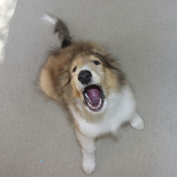 Meet your Posher, Lisa - Picture 1 of 1